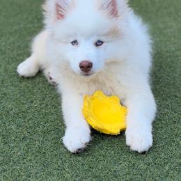 Arthur - Red and white male Pomsky puppy in Winston, Oregon from Arctic Tails Spitz
