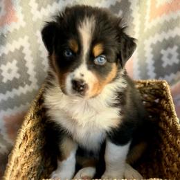 Magnolia - Black tri-color female Australian Shepherd puppy in Clover, South Carolina from Jo’s Aussies