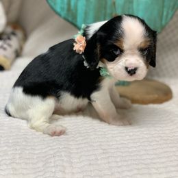 Australian Shepherd and Cavalier King Charles Spaniel Puppies from Spectacular Aussies and Cavaliers