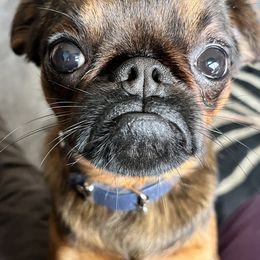 Borzois, Brussels Griffons, and Whippets from Patti Fitzgerald