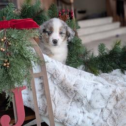 Female 1 - Blue merle female Miniature American Shepherd puppy in Fort Dodge, Iowa from Come By MAS