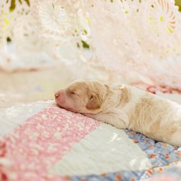 Poodle Puppies from Setting the Standard Poodles