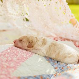 Poodle Puppies from Setting the Standard Poodles