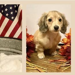 Dachshund Puppies from Always Faithful Dachshunds