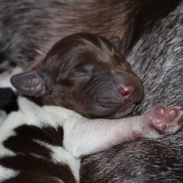 German Shorthaired Pointer Puppies from Alvarado Farm Kennels, LLC