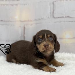 Chubs - Chocolate and tan male Dachshund puppy in Nashville, Arkansas from Cuddles n Curls