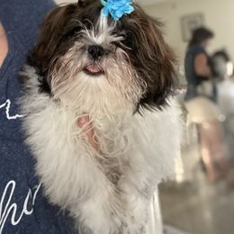 Shih Tzu puppies from Tiny Bubbles Shih Tzus