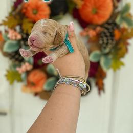 Nala(Teal) - Red  female Poodle puppy in Stuart Fl, Florida from Lincoln & Lady Co.