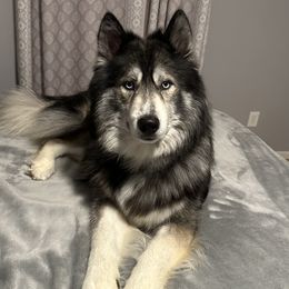 Yeti - Siberian Husky
