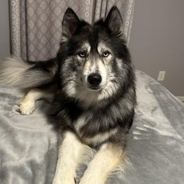 Yeti - Siberian Husky