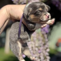Capri (purple) - Blue female Pembroke Welsh Corgi puppy in East Oakdale, California from Rhettro Kennels