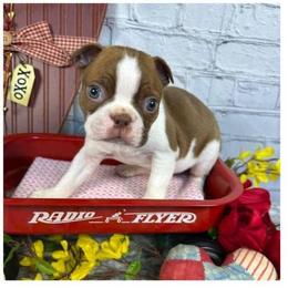 Chocolate Boy - Red male Boston Terrier puppy in Anderson, South Carolina from Lola’s House of Bostons & Rescue
