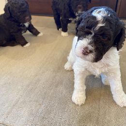 Lagotto Romagnolo Puppies from Southern Lagotto