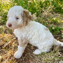 Waffles - Cream female Aussiedoodle puppy in Oklahoma City, Oklahoma from Heritage Doodle Company