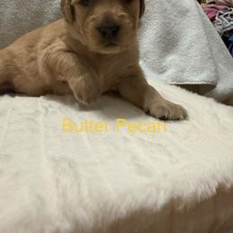 Pick girl 1-5 - Dark golden female Golden Retriever puppy in Huntington Beach, California from Beach Cities Golden Retrievers