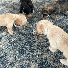 Yorkipoo Puppies from Bayless Yorkiepoos