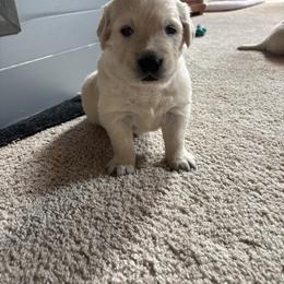 Golden Retriever Puppies from Abundant Grace Goldens