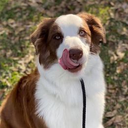 Australian Shepherds from G & R Australian Shepherds