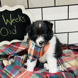 "Emma" Shetland Sheepdog Puppies from Southern Charm Sheltie Farm