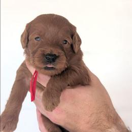Icee - Red  male Goldendoodle puppy in Blackfoot, Idaho from Riverside Poodles
