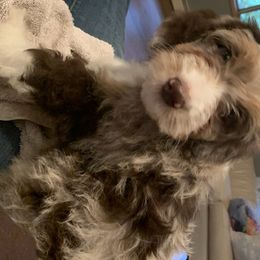 Aussiedoodle Puppies from Crystal Ridge Doodles