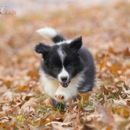 Spaghetti - Black and white male Border Collie puppy in Bryantown, Maryland from Bellaclan Border Collies