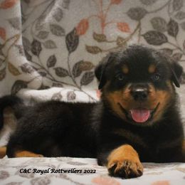 Rottweiler Puppies from C&C Royal Rottweilers