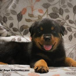 Rottweiler Puppies from C&C Royal Rottweilers