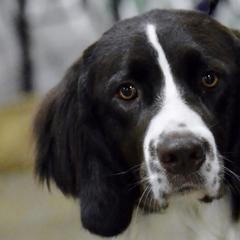 Drentsche Patrijshonds from Good Omens Drents