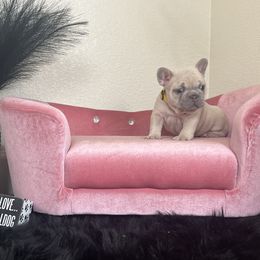 Girl 5 - French Bulldog puppy in Discovery Bay, California from Jk Frenchies