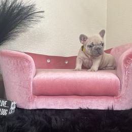 Girl 5 - French Bulldog puppy in Discovery Bay, California from Jk Frenchies