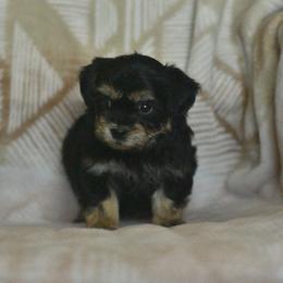 Peony - Black and white female Shichon puppy in Delta, Colorado from PTK Ranch