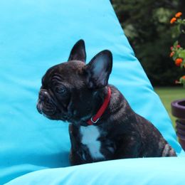 French Bulldog Puppies from Hilltop French Bulldogs