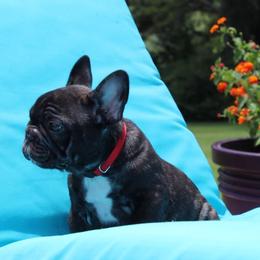 French Bulldog Puppies from Hilltop French Bulldogs