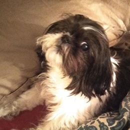 Shih Tzu All Grown Up from Cottage of Shitz Tzu's