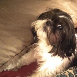Shih Tzu All Grown Up from Cottage of Shitz Tzu's