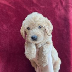 Black Collar - Golden Double Doodle puppy in Smiths Creek, Michigan from Dailer’s Doodles