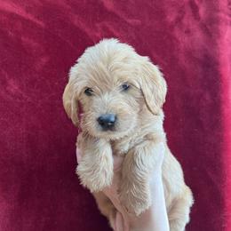 Black Collar - Golden Double Doodle puppy in Smiths Creek, Michigan from Dailer’s Doodles