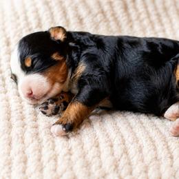 Tilly - Tri-color female Bernedoodle puppy in Narvon, Pennsylvania from CBKB Bernedoodle’s