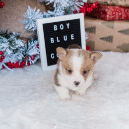 Cardigan Welsh Corgi and Pembroke Welsh Corgi Puppies from Corgi 4 Christ