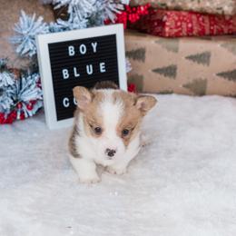 Cardigan Welsh Corgi and Pembroke Welsh Corgi Puppies from Corgi 4 Christ