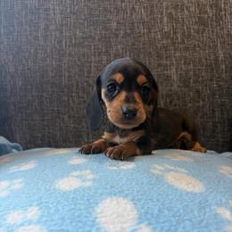 Dulce - Black and cream female Dachshund puppy in Temple, Texas from Brit’s Doxie Crossing