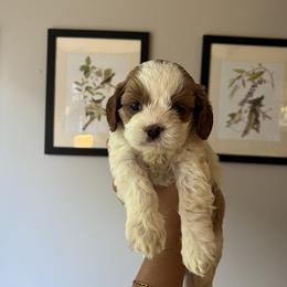 Cavapoo Puppies from Campbell Cavapoos