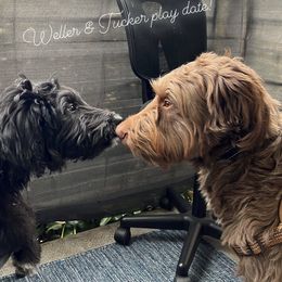 Aussiedoodle All Grown Up from Aspen Mountain Doodles LLC