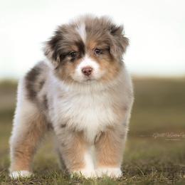 Benji - Red merle male Miniature American Shepherd puppy in Snyder, Texas from RLA Miniature American Shepherds