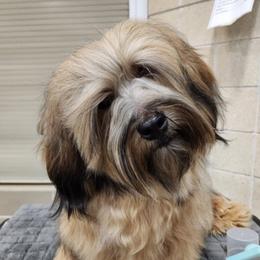 Stitch - Havanese