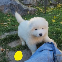 Samoyed Puppies from Happy Valley Sammies
