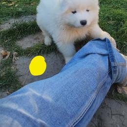 Samoyed Puppies from Happy Valley Sammies