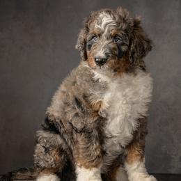 Orion - Blue merle male Aussiedoodle puppy in Germantown, Ohio from Doodle Patch Farm