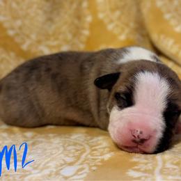 Boy 2 - male American Pit Bull Terrier puppy in Nine Mile Falls, Washington from Bartin Kennels